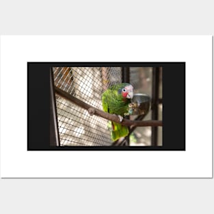 Parrot in a Cage Posters and Art